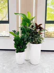 宁波镇海花木租赁哪家好？看这篇找到答案！