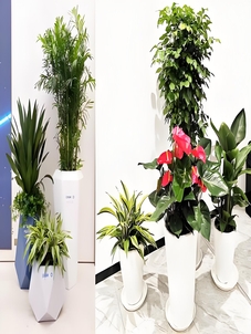 聚焦宁波奉化绿植租赁设计，点亮城市绿色风景线！