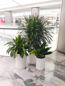 海曙盆景租摆设计，为你营造梦幻般的自然景致！