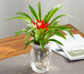 价格实惠的宁波江北绿化养护，你知道吗？